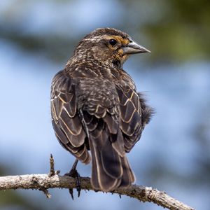 Превью обои птица, ветка, перья, природа, макро