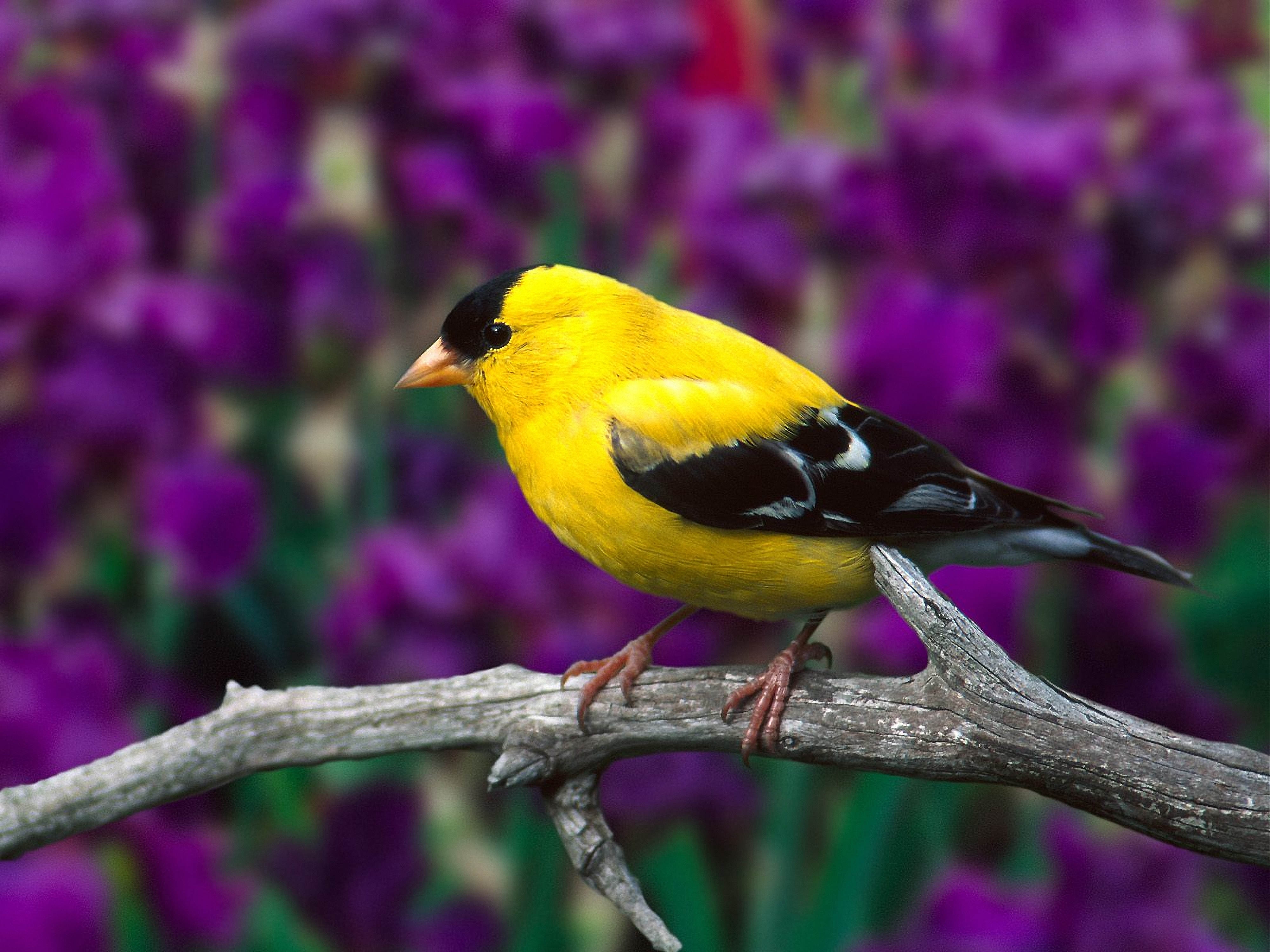 Бесплатные птички. American Goldfinch птица. Американский щегол. Жёлтый американский щегол. Красивые птицы.