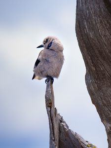 Превью обои птица, ветка, сидит