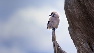 Превью обои птица, ветка, сидит