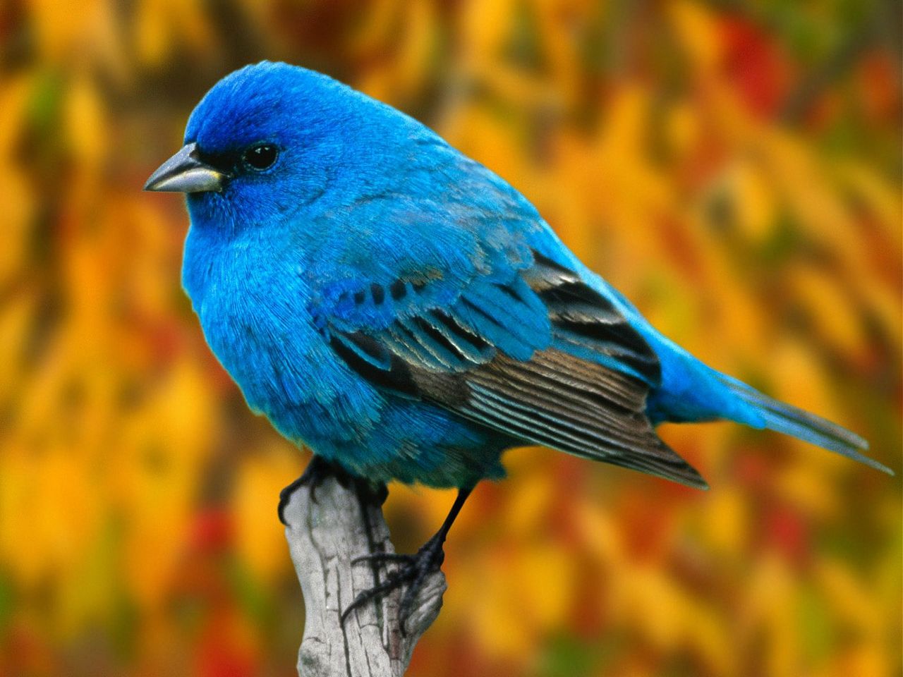 Птица сине зеленого цвета. Бирюзовый овсянковый Кардинал. Синяя птица. Синяя птичка. Синяя птица птица.