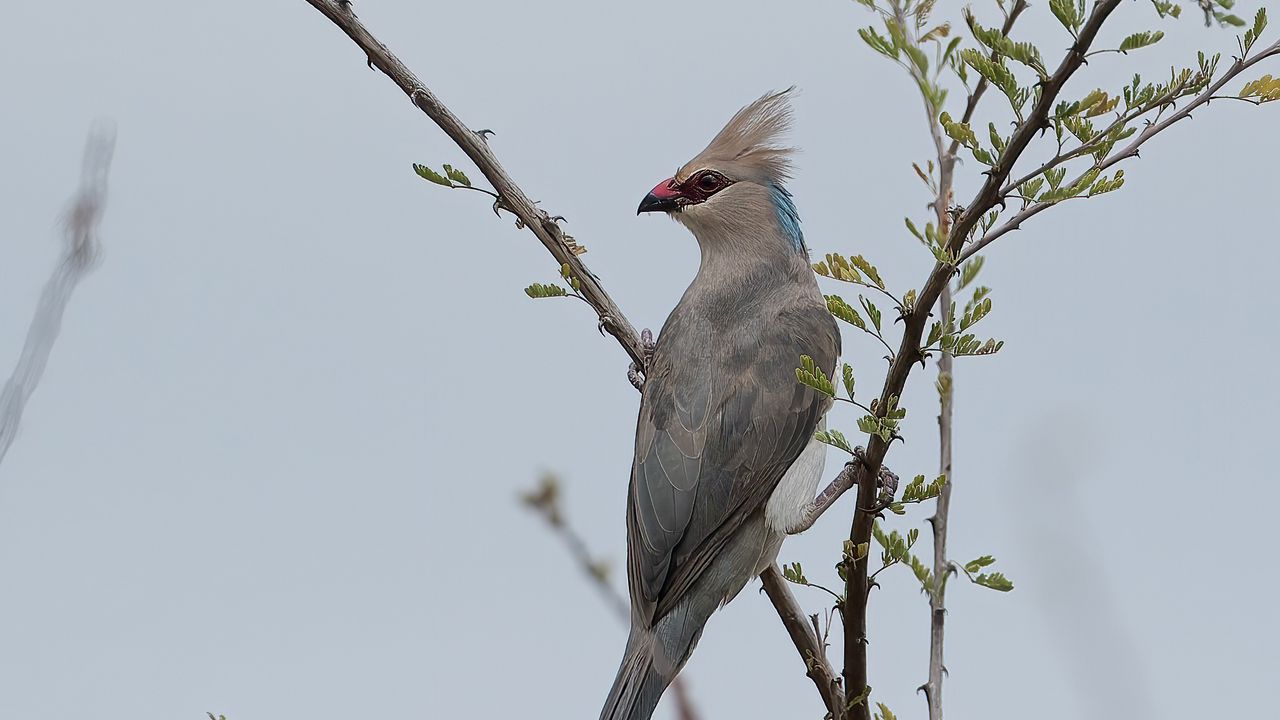 Обои птица, ветки, дерево, небо, туман