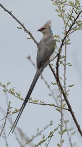 Превью обои птица, ветки, дерево, небо, туман
