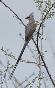 Превью обои птица, ветки, дерево, небо, туман