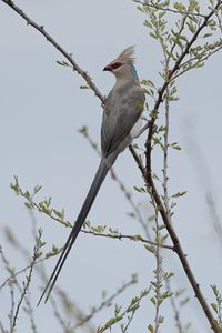 Превью обои птица, ветки, дерево, небо, туман