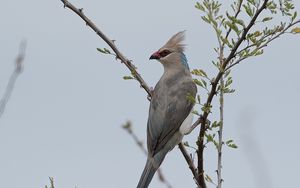 Превью обои птица, ветки, дерево, небо, туман