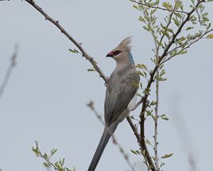 Превью обои птица, ветки, дерево, небо, туман