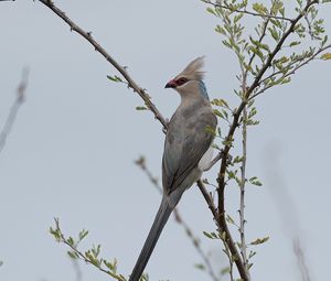 Превью обои птица, ветки, дерево, небо, туман
