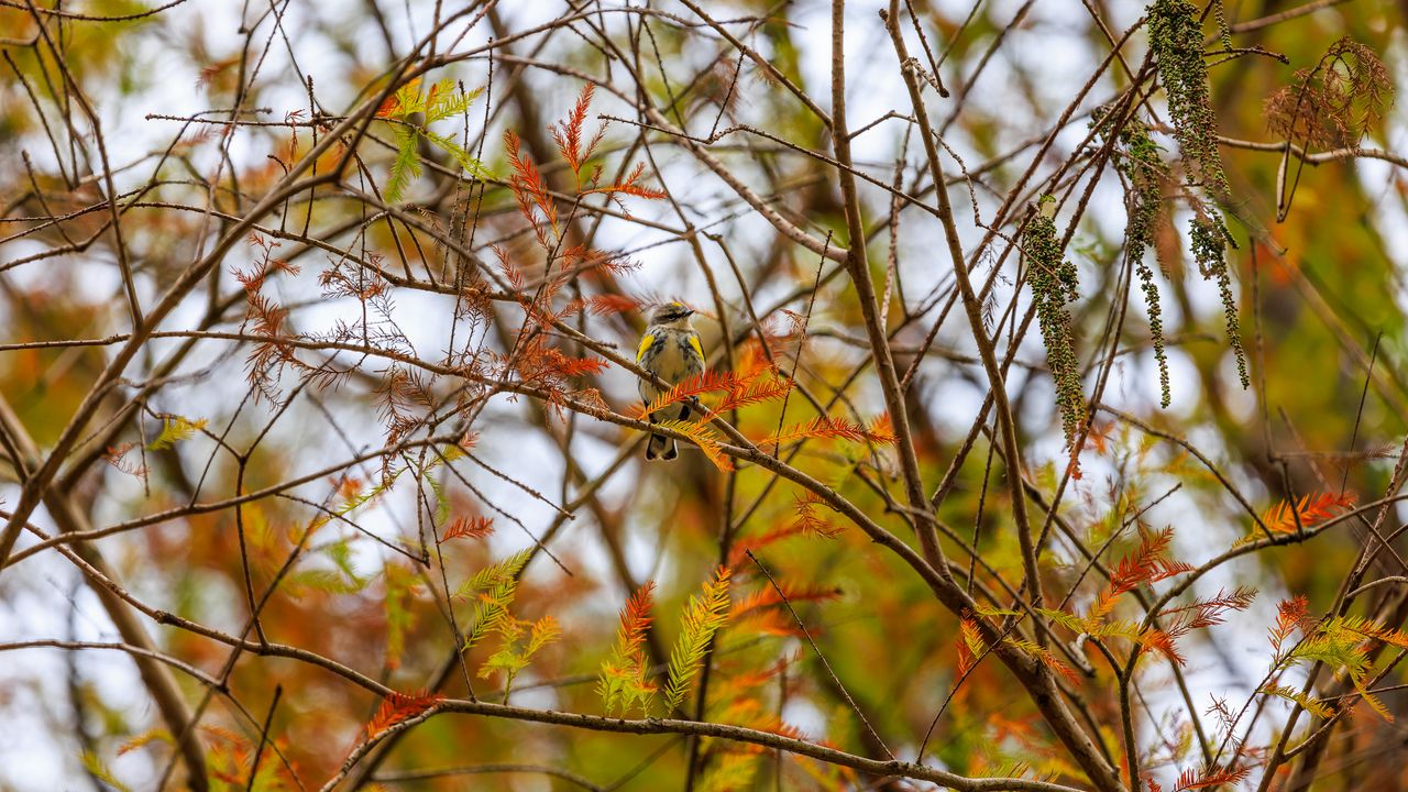 Обои птица, ветки, листья, дерево, осень, размытие, дикая природа