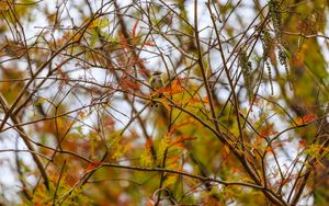 Превью обои птица, ветки, листья, дерево, осень, размытие, дикая природа