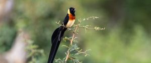 Превью обои птица, ветки, листья, природа, животное