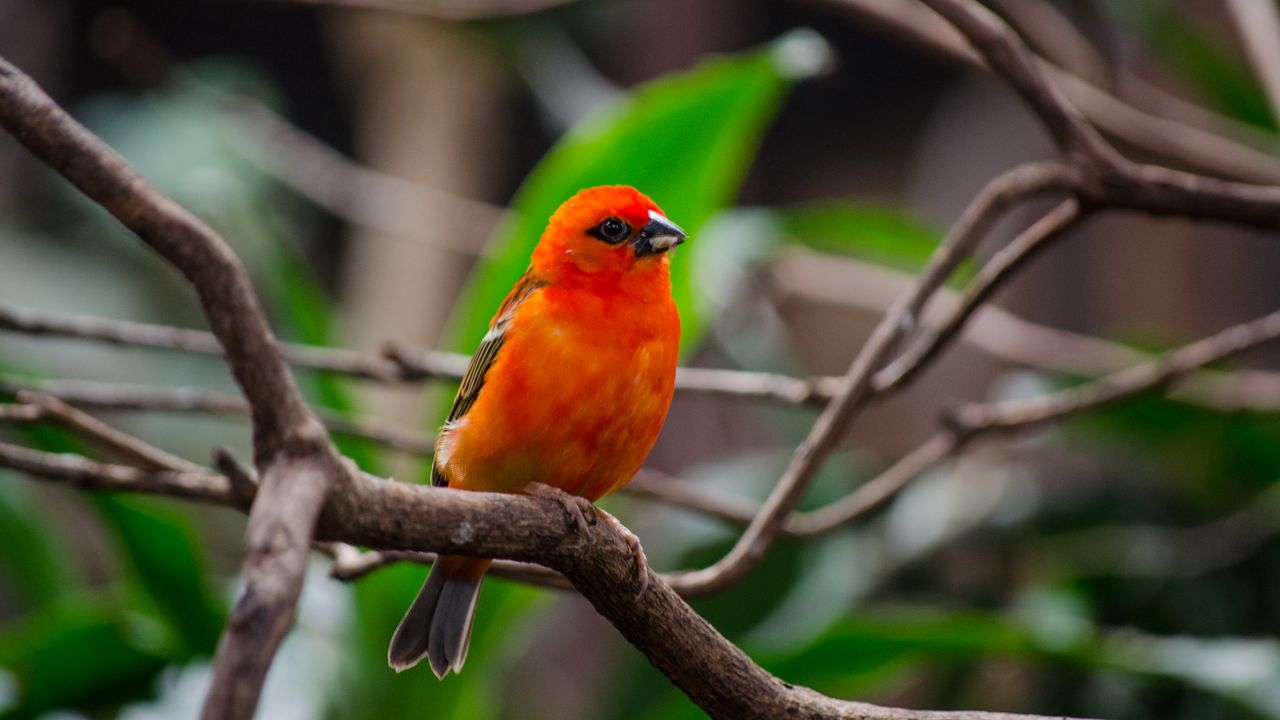 Обои птица, ветки, природа, красный, оранжевый