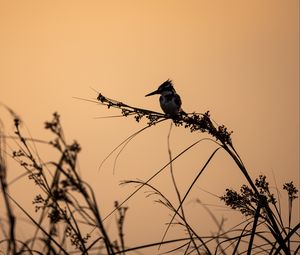 Превью обои птица, ветки, трава, силуэты, природа