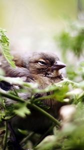 Превью обои птица, воробей, зелень, растительность