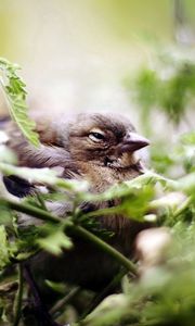 Превью обои птица, воробей, зелень, растительность