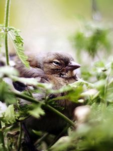 Превью обои птица, воробей, зелень, растительность