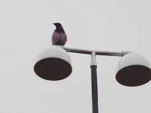 Превью обои птица, ворон, фонарь, мокрый, минимализм