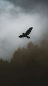 Превью обои птица, ворон, туман, деревья, темный