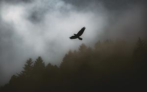 Превью обои птица, ворон, туман, деревья, темный