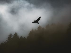 Превью обои птица, ворон, туман, деревья, темный
