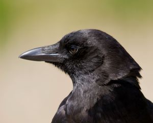 Превью обои птица, ворон, взгляд, профиль