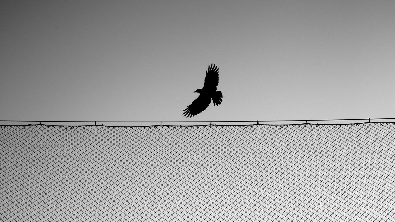 Обои птица, забор, крылья, чб