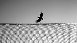 Превью обои птица, забор, крылья, чб