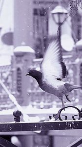Превью обои птица, забор, полет, крылья, снег
