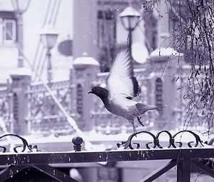 Превью обои птица, забор, полет, крылья, снег