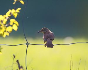 Превью обои птица, забор, сидеть, окрас, свет