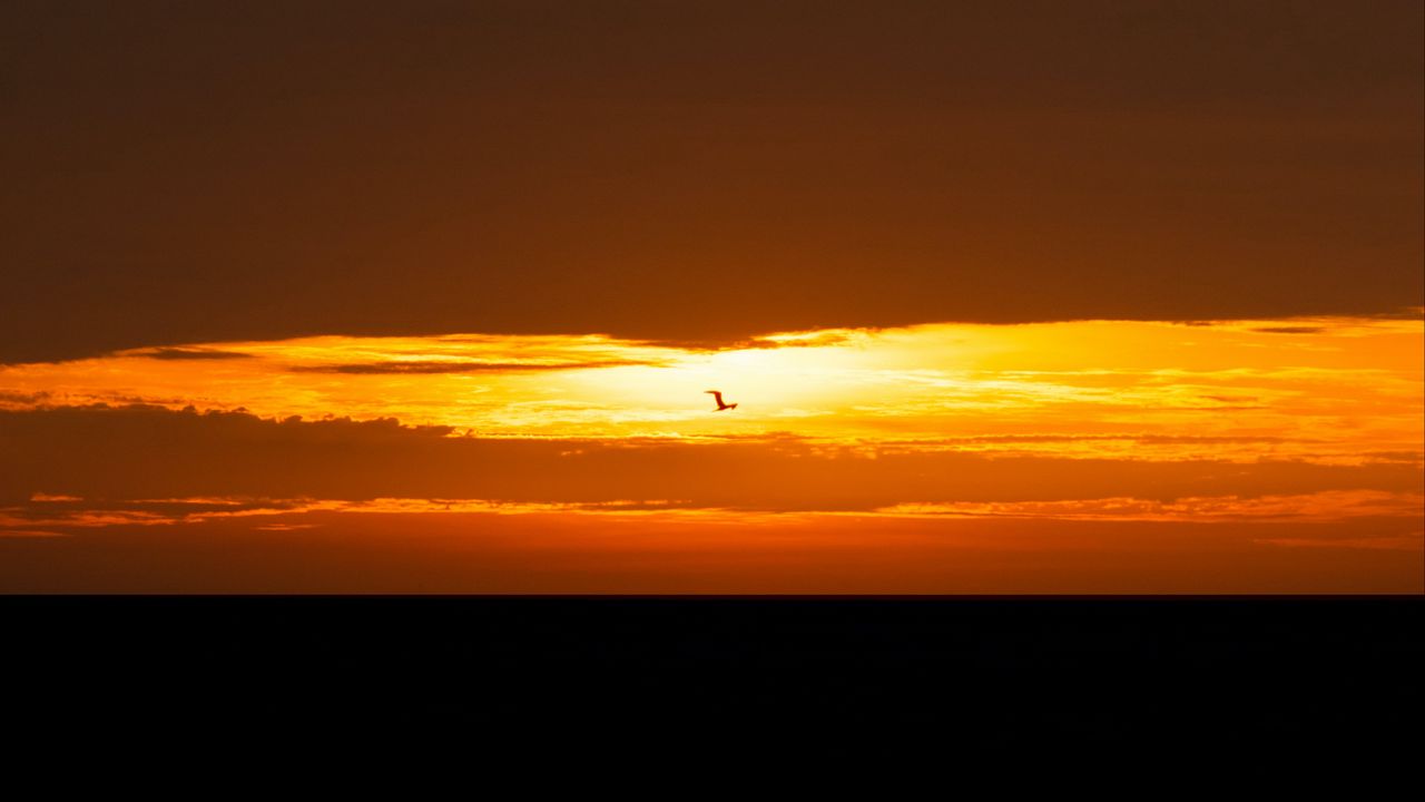 Обои птица, закат, солнце, горизонт