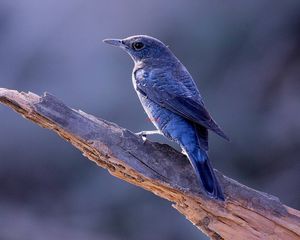 Превью обои птица, животные, ствол