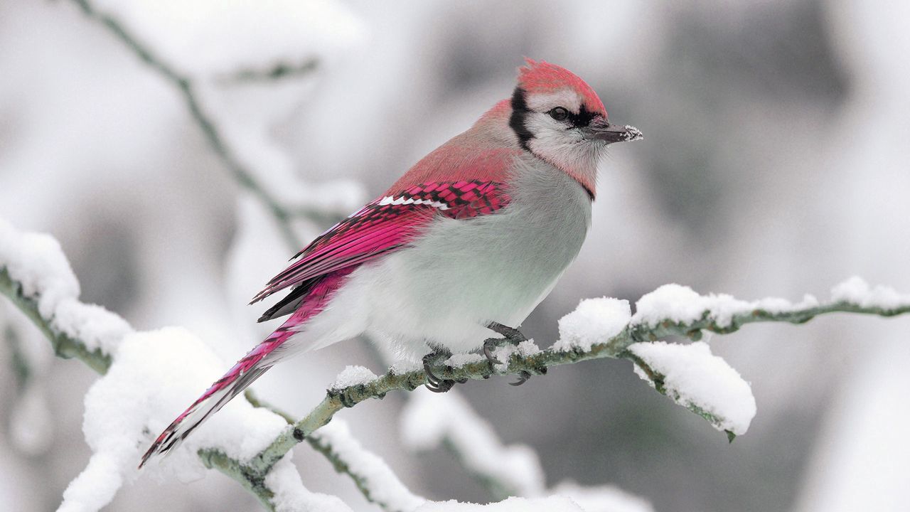 Обои птица, зима, снег, ветка, природа
