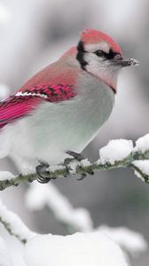 Превью обои птица, зима, снег, ветка, природа