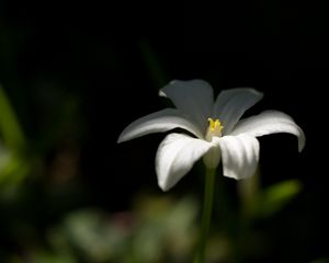 Превью обои птицемлечник, цветок, лепестки, белый, размытие