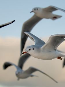 Превью обои птицы, чайки, полет