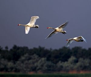 Превью обои птицы, лебеди, полет, небо, пасмурно