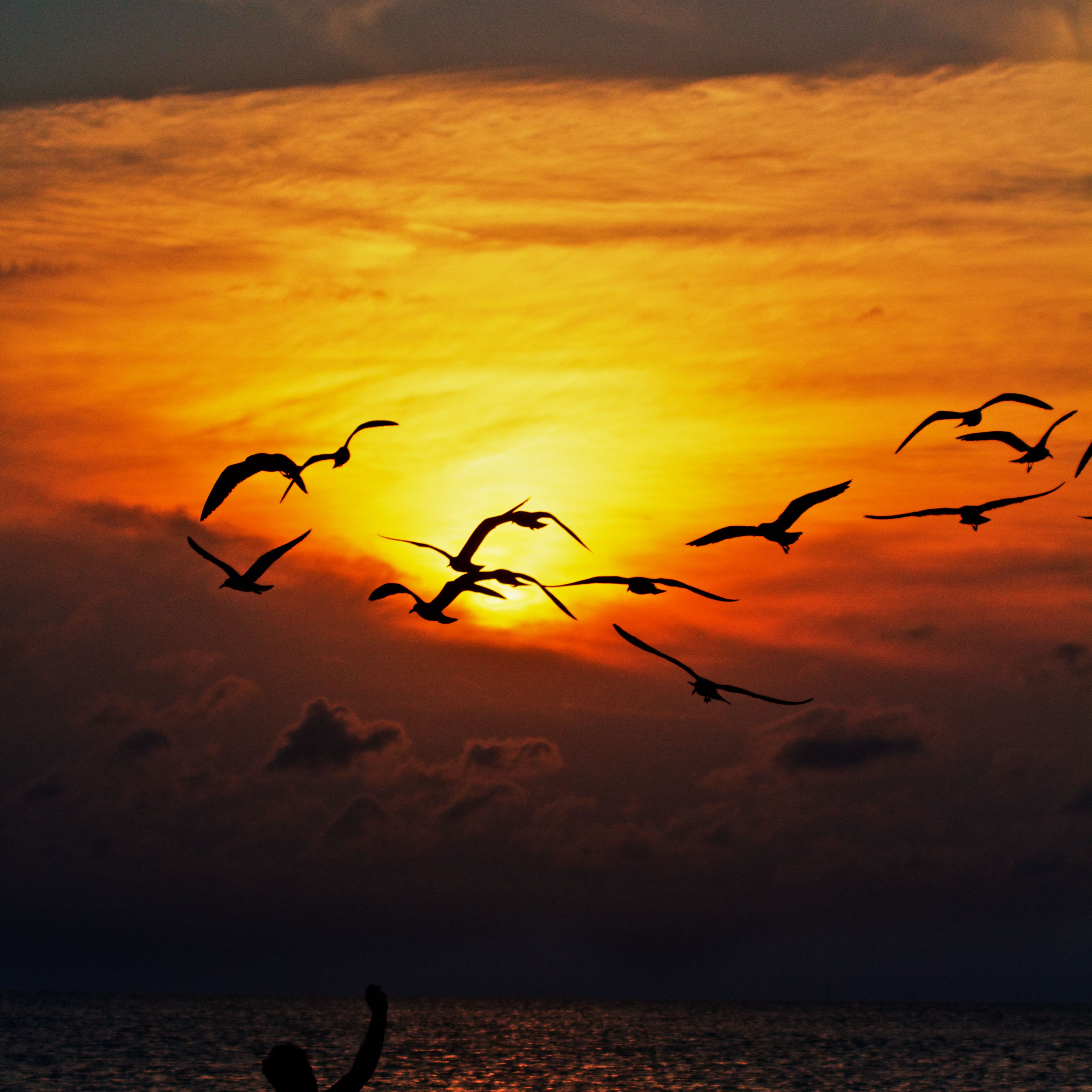 Дни летят за рассветом закат слушать. Море закат птицы. Птицы в небе закат. Птицы улетают.