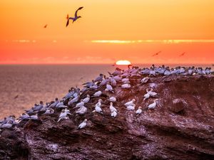 Превью обои птицы, море, закат, скала