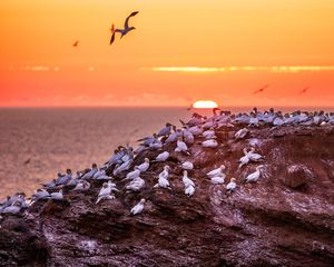 Превью обои птицы, море, закат, скала