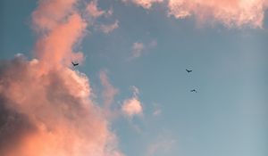 Превью обои птицы, облака, небо, розовый