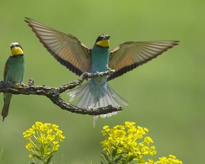 Превью обои птицы, пара, крылья, взмах, ветка, цветы