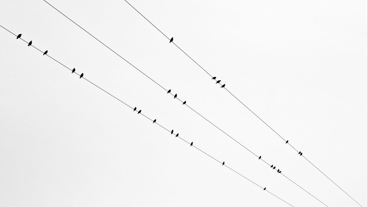 Обои птицы, провода, чб, минимализм