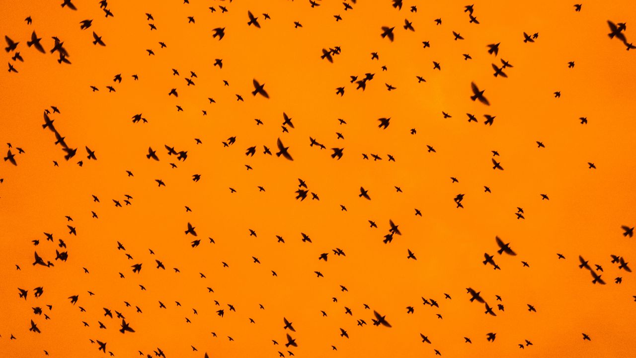 Обои птицы, силуэты, стая, небо, оранжевый