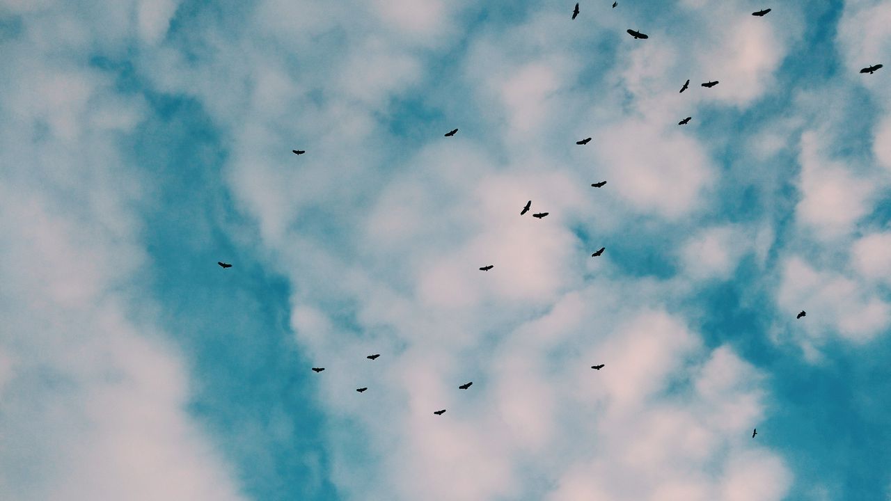 Обои птицы, стая, небо, облака