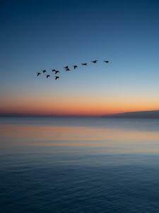 Превью обои птицы, стая, закат, сумерки, вода