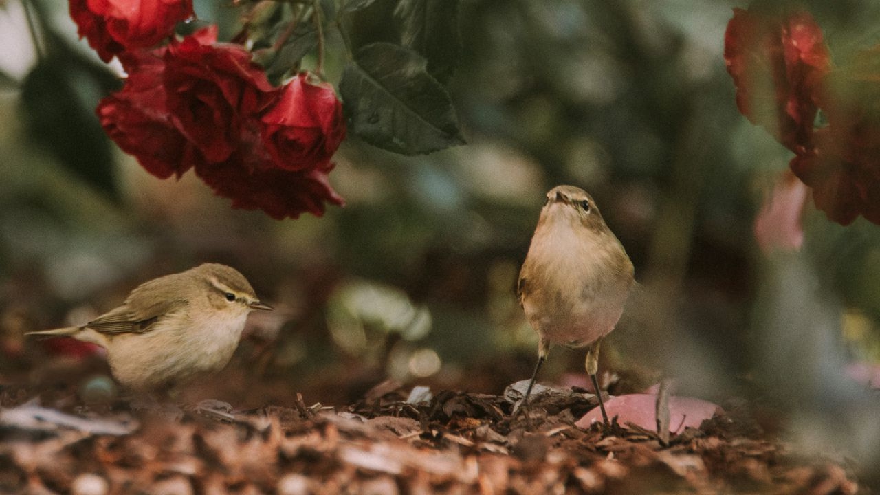 Обои птицы, цветы, красный, розы