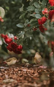 Превью обои птицы, цветы, красный, розы