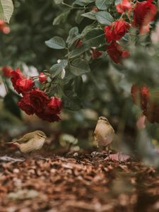 Превью обои птицы, цветы, красный, розы