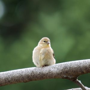 Превью обои птицы, ветка, пара